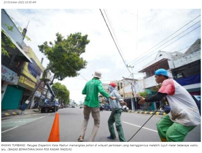 Antisipasi Dampak Angin Kencang, Pemkot Madiun Tebang Pohon Lebih 7 Meter