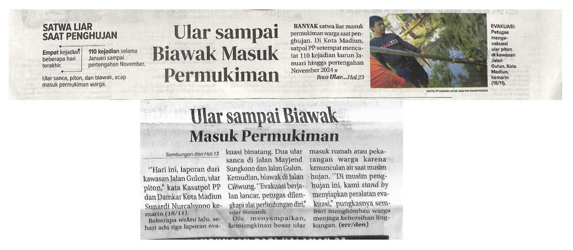 Ular sampai Biawak Masuk Permukiman