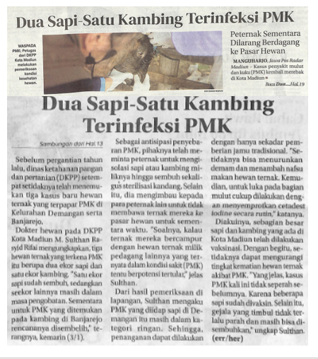 Dua Sapi-Satu Kambing Terinfeksi PMK