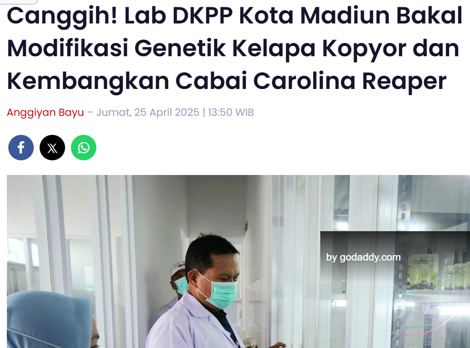 Canggih, Lab DKPP Kota Madiun Bakal Modifikasi Genetik Kelapa Kopyor dan Kembangkan Cabai Carolina Reaper