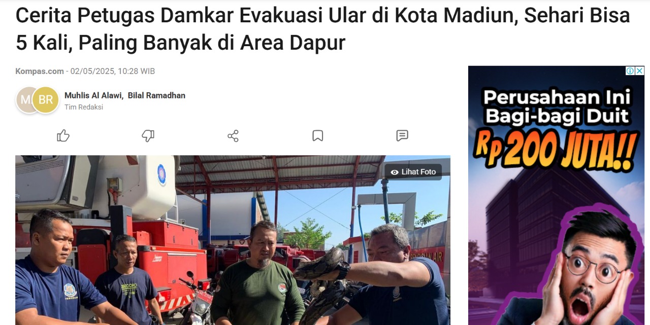 Cerita Petugas Damkar Evakuasi Ular di Kota Madiun, Sehari Bisa 5 Kali, Paling Banyak di Area Dapur
