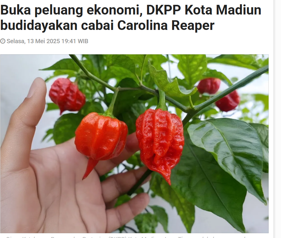 Buka peluang ekonomi, DKPP Kota Madiun budidayakan cabai Carolina Reaper