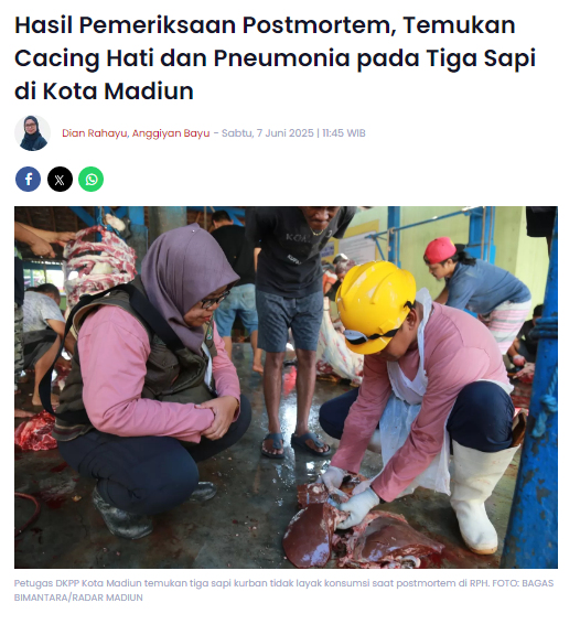 Hasil Pemeriksaan Postmortem, Temukan Cacing Hati dan Pneumonia pada Tiga Sapi di Kota Madiun