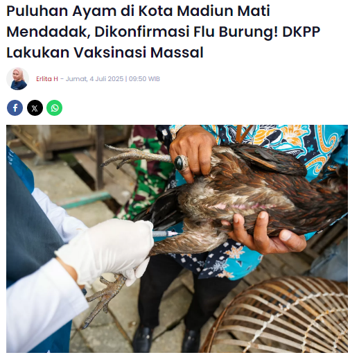 Puluhan Ayam di Kota Madiun Mati Mendadak, Dikonfirmasi Flu Burung, DKPP Lakukan Vaksinasi Massal