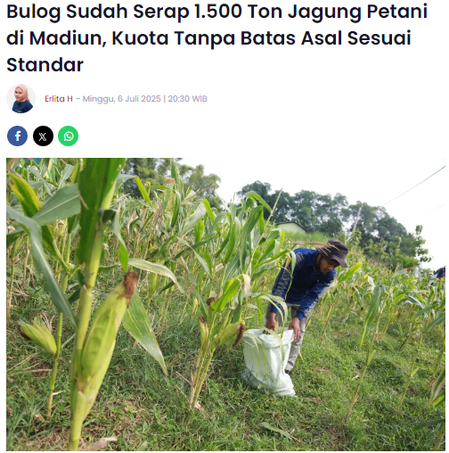 Bulog Sudah Serap 1.500 Ton Jagung Petani di Madiun, Kuota Tanpa Batas Asal Sesuai Standar