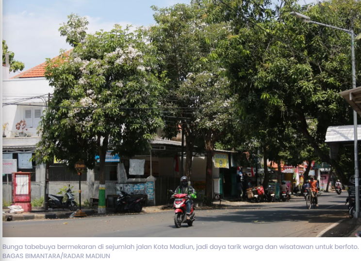 Mirip Jepang, Bunga Tabebuya di Kota Madiun Bermekaran