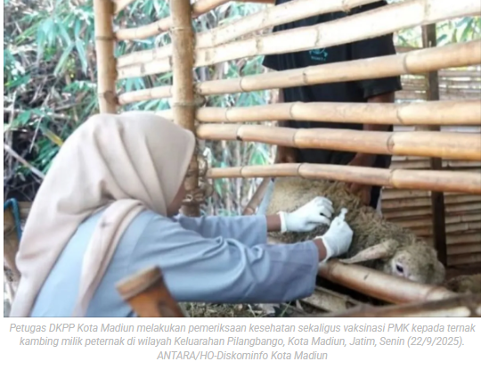 Cegah PMK, DKPP Kota Madiun rutin vaksinasi ternak