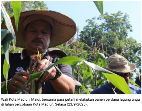 Pemkot Madiun Kembangkan Jagung Ungu untuk Ketahanan Pangan dan Ekonomi