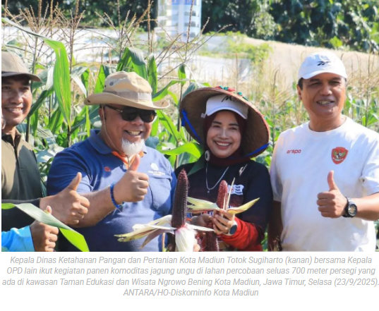 Pemkot Madiun uji coba budi daya jagung ungu