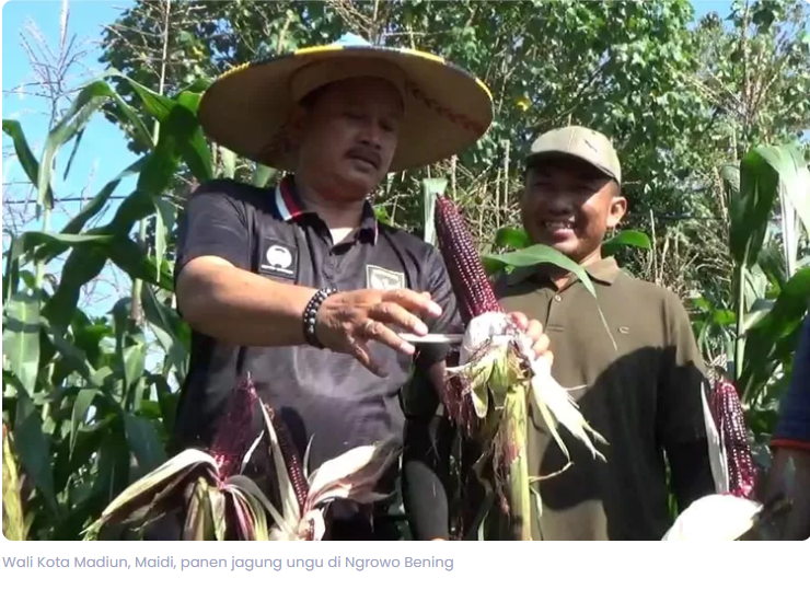 Panen Jagung Ungu, Wali Kota Madiun Sebut Punya Nilai Ekonomi Tinggi dan Berkhasiat