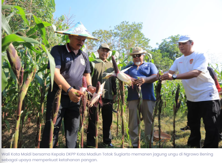Madiun Panen Raya Jagung Ungu, Wali Kota Maidi Siapkan 12 Hektare Lahan Uji Coba