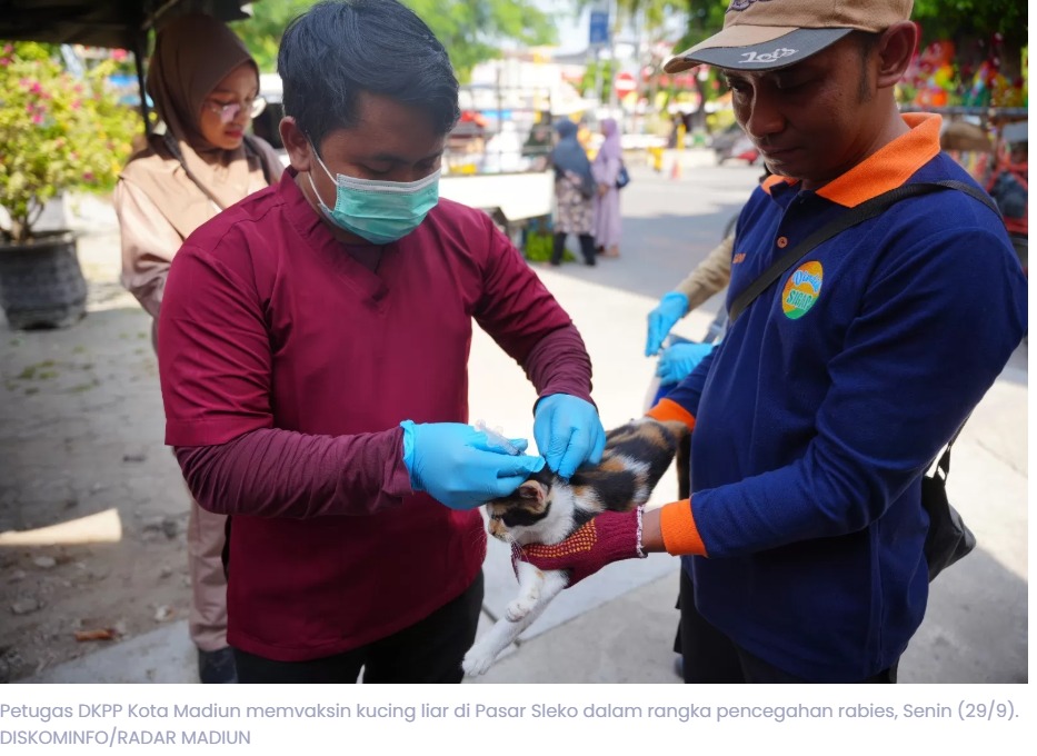 80 Kucing Liar di Madiun Divaksin Rabies, DKPP Pastikan Tidak Ada Temuan Kasus