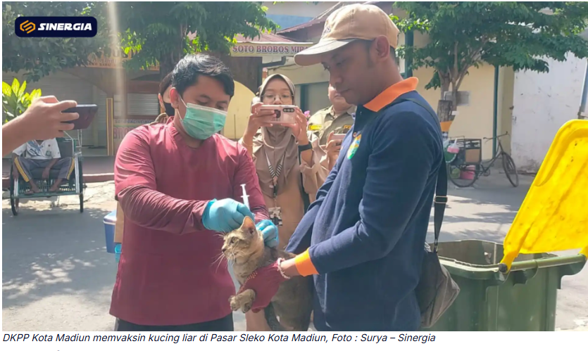 DKPP Kota Madiun Sediakan 80 Dosis Vaksin Rabies untuk Kucing Liar
