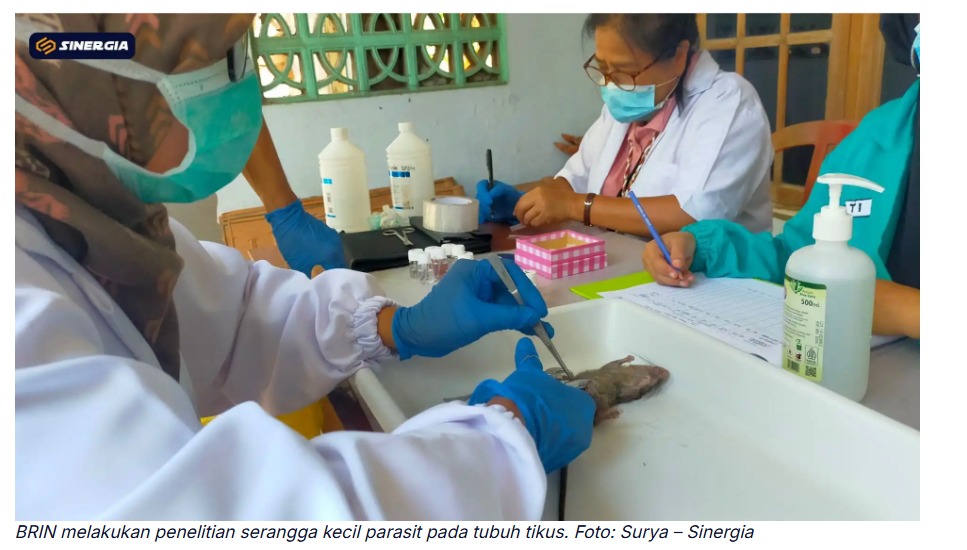 BRIN Teliti Penyakit Murine Typhus di Kota Madiun, Deteksi Dini Lewat Sampel Tikus