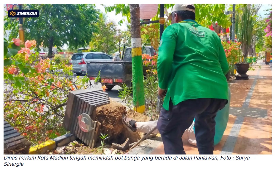 Trotoar Diperlebar, Disperkim Pindahkan Sementara Tanaman Jalan Pahlawan