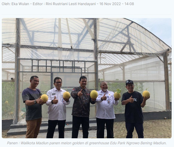 Walikota Madiun Panen Melon Golden 3,6 Ton