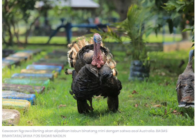 Mini Zoo Ngrowo Bening Madiun Dibuka 2026, Ada Kanguru dan Domba Australia!