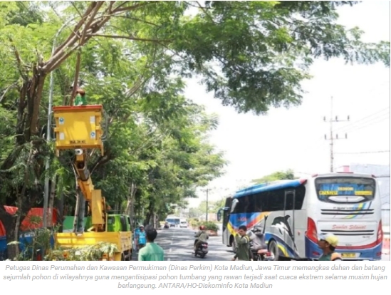 Pemkot Madiun pangkas dahan pohon rawan tumbang saat musim hujan