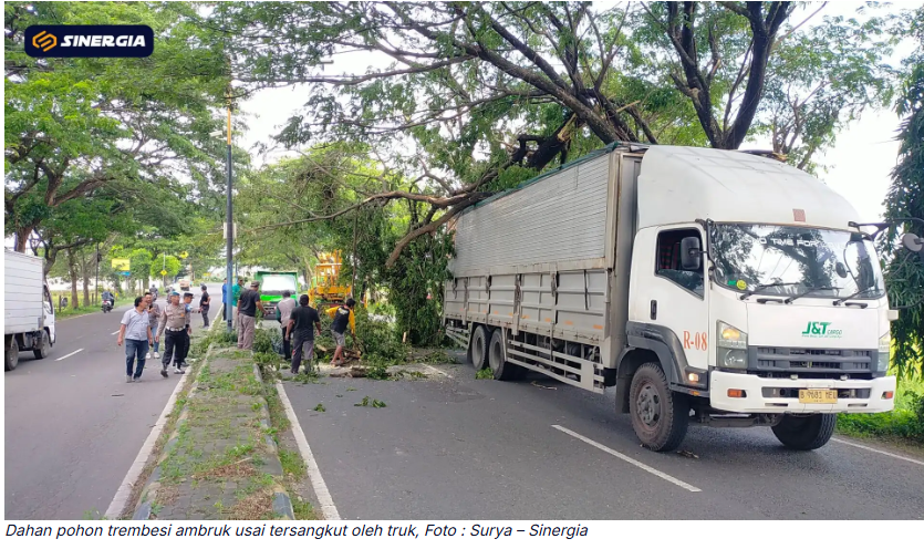 Tersangkut Truk, Dahan Pohon Trembesi Besar Ambruk Tutup Jalan Ring Road, Lalu Lintas Macet