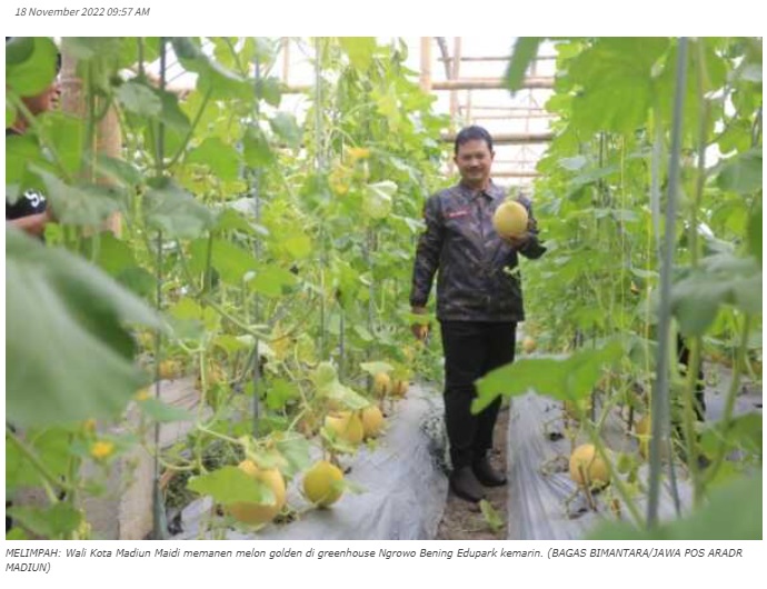 Panen Melon di Ngrowo Bening Melimpah, Pemkot Bakal Bangun 10 Greenhouse Baru