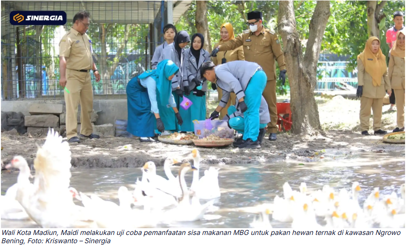 Pemkot Madiun Terapkan Ekonomi Sirkular MBG, Sisa Makanan Dimanfaatkan untuk Pakan Ternak