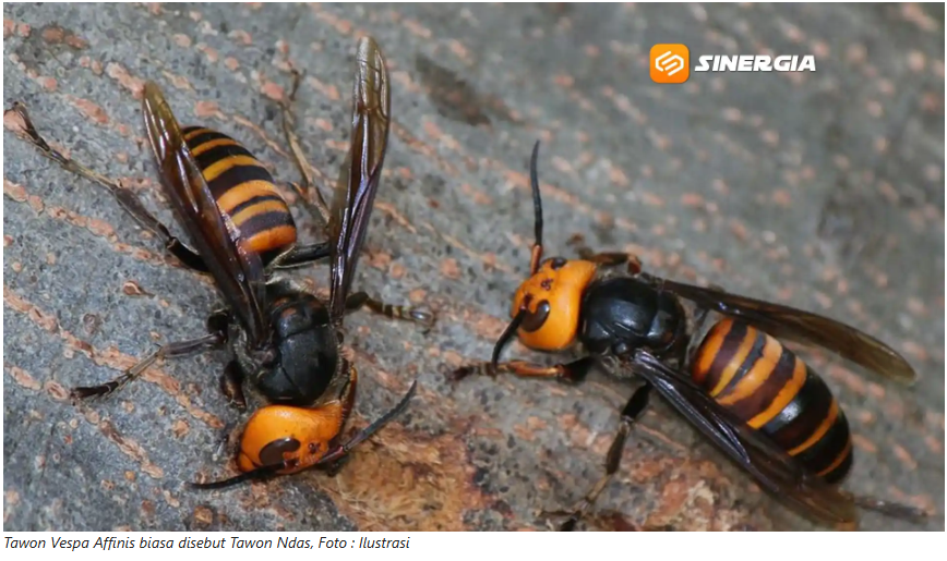 Waspada Tawon Vespa di Permukiman, Sengatan Bisa Picu Kematian