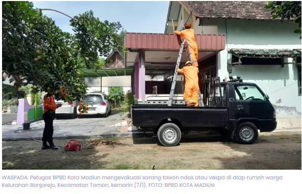 Teror Tawon Ndas Meningkat saat Musim Hujan, BPBD Kota Madiun Tangani Enam Kasus Sebulan