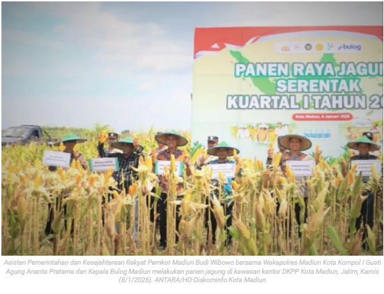 Pemkot Madiun uji coba tanam jagung varietas multi tongkol