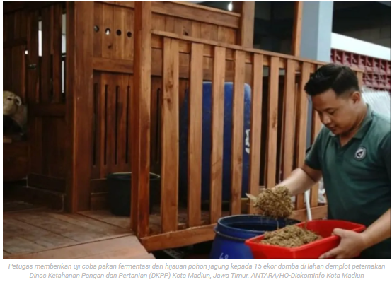 DKPP Kota Madiun uji coba tanaman jagung untuk pakan fermentasi ternak