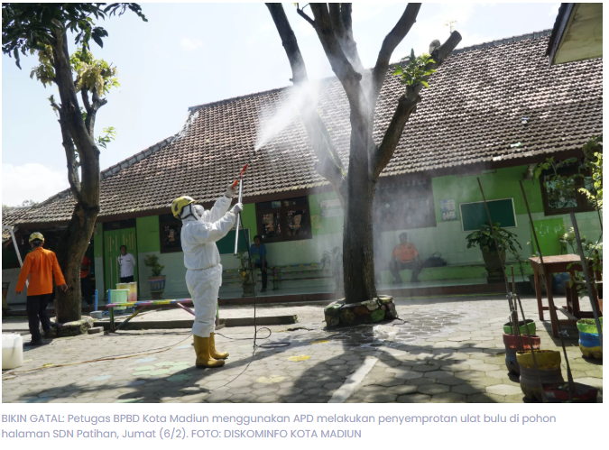 SDN Patihan Madiun Diserang Ulat Bulu, Puluhan Siswa Gatal-Gatal