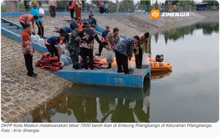 Siap Suplai Ikan MBG, DKPP Kota Madiun Tebar 7.000 Lebih Benih Ikan di Embung Pilangbango