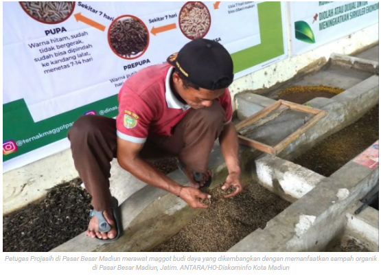 Madiun kembangkan budi daya maggot atasi sampah organik pasar