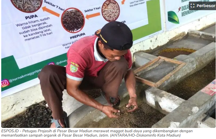 Pemkot Madiun Kembangkan Budidaya Maggot untuk Atasi Sampah Organik Pasar