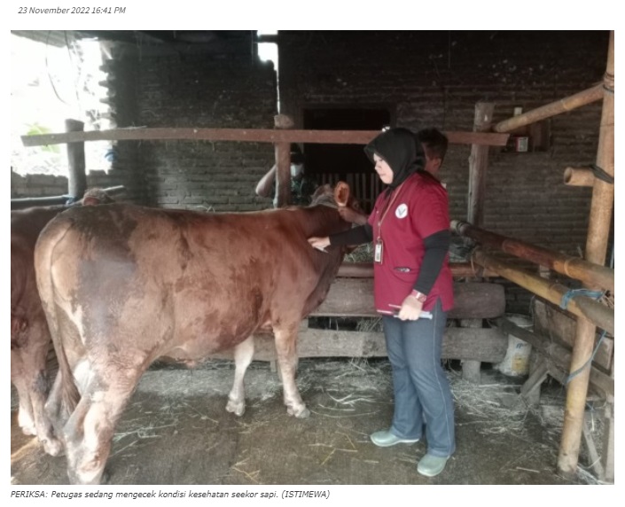 Pemkot Madiun Waspadai Wabah Lumpy Skin Disease pada Hewan Ternak
