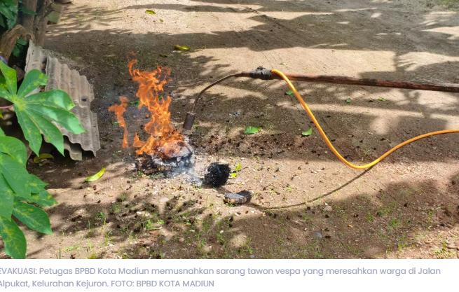 Tawon Vespa Teror Warga Madiun, BPBD Evakuasi Dua Sarang dalam Sehari