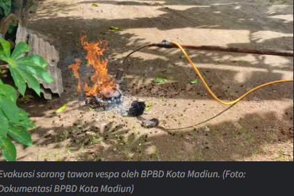 BPBD Kota Madiun Evakuasi Dua Sarang Tawon Vespa dalam Sehari