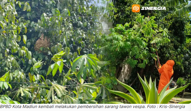 Dalam Sehari BPBD Kota Madiun Lakukan Pembersihan Sarang Tawon Vespa 2 Lokasi