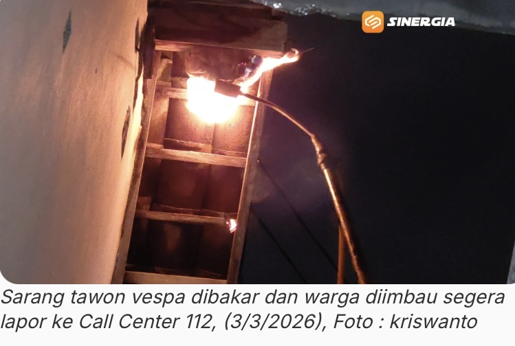 Waspada! Sarang ‘Tawon Ndas’ Sembunyi di Atap Rumah Warga Madiun, Begini Proses Evakuasinya