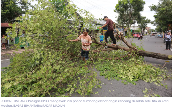 Angin Kencang Terjang Kota Madiun, Empat Pohon Tumbang dalam Sehari