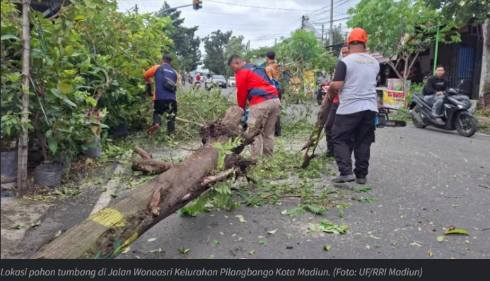 Angin Kencang Tumbangkan Pohon di 4 Titik Kota Madiun, Warga Diimbau Waspada