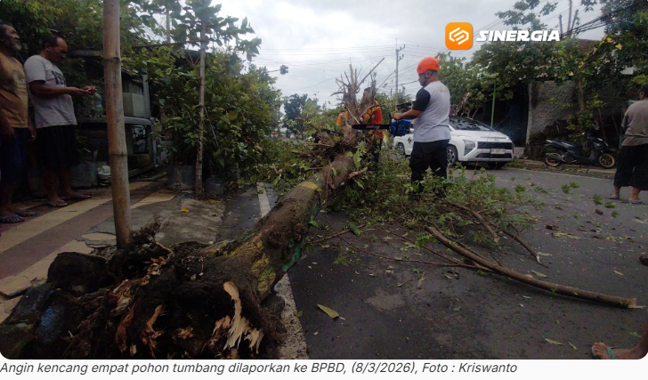 Imbas Angin Kencang, Sejumlah Pohon di Kota Madiun Roboh ke Jalan hingga Timpa Kabel PLN