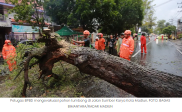 Hujan dan Angin Kencang, Pohon Tumbang Timpa Pengendara Motor di Madiun