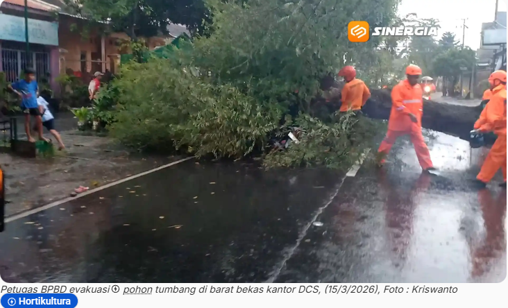 Pohon Mahoni di Kota Madiun Tumbang, Timpa Pengendara Motor hingga Terluka