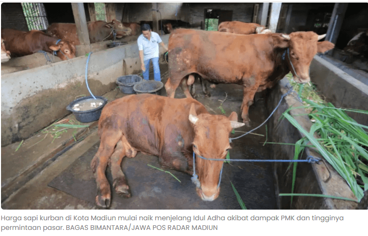 Harga Sapi Kurban di Madiun Melonjak, Dampak PMK Bikin Pasokan Menyusut