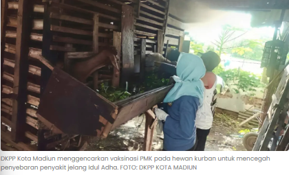 Jelang Idul Adha, DKPP Kota Madiun Kebut Vaksinasi PMK Hewan Kurban