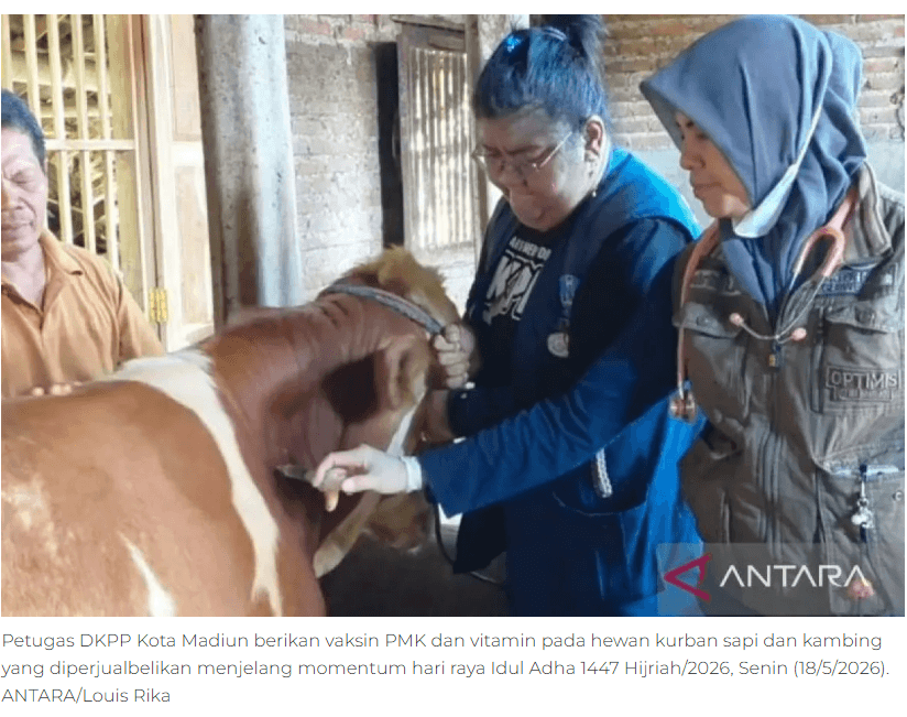 DKPP Kota Madiun perketat pengawasan aktivitas jual beli hewan kurban