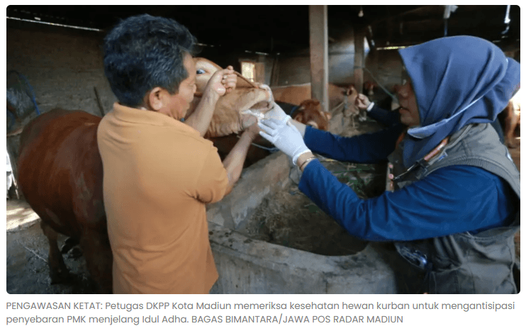 Cegah PMK, Pemkot Madiun Periksa 36 Lapak Hewan Kurban