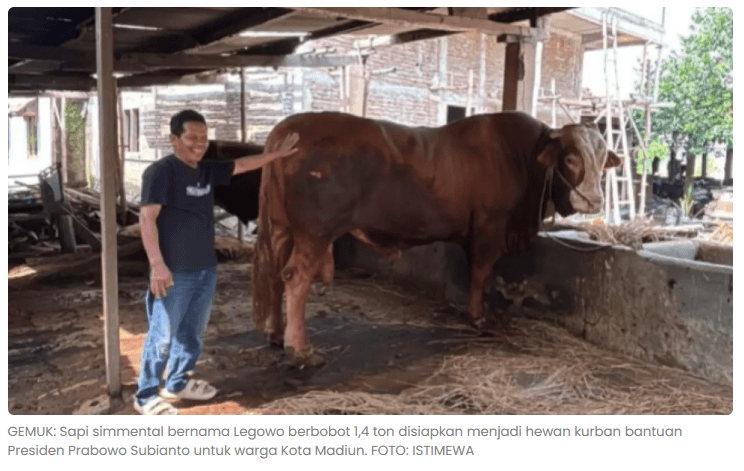 Legowo, Sapi 1,4 Ton Banpres Prabowo untuk Warga Kota Madiun