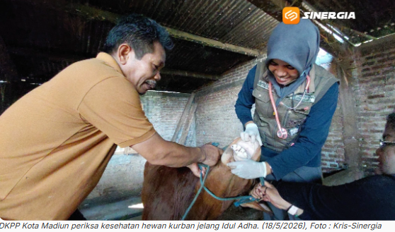 Cek Kesehatan Hewan Kurban di Kota Madiun Diperketat, Peternak Diminta Waspada PMK