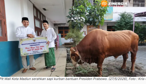 Usai Salat Id, Plt Wali Kota Madiun Serahkan Sapi Kurban Bantuan Presiden Prabowo Seberat 1,1 Ton